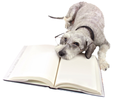 dog laying on a book